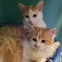 ODINE, chatte à adopter