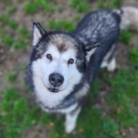 ESTEBAN, chien à adopter