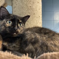 YSYLA, chatte à adopter