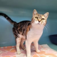 YUNA, chatte à adopter