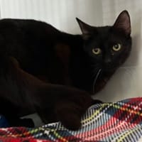 NYSSA, chatte à adopter