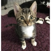 PANZA, chat à adopter