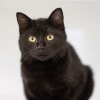 RAIN, chat à adopter