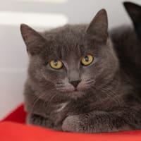Storm, chat à adopter