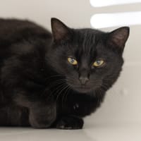 THUNDER, chat à adopter