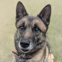 Thor, chien à adopter