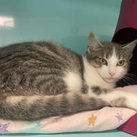 Aslan, chat à adopter