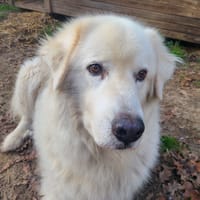 VOLVIK, chien à adopter