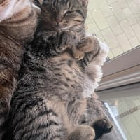 Ipa, poezen ter adoptie