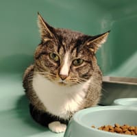 JOY, chat à adopter