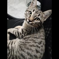 ATHENA, chatte à adopter