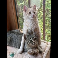 ASLAN*, chat à adopter