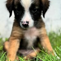 Baya, la plus mignonne, chienne à adopter