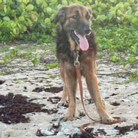 Bobby, qui vous attend, chien à adopter