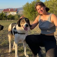 Piper, chienne à adopter