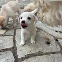 Topolina, chienne à adopter