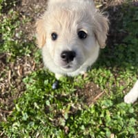 Temina, chienne à adopter