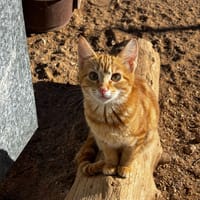 ELLIOT, chat à adopter