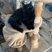 DRAKO, chat à adopter