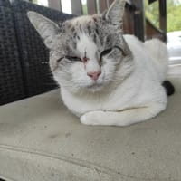 Ptit Chat, chat à adopter