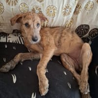TEQUILA, chiot femelle croisée, chienne à adopter