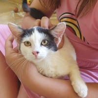 KALICY, chaton femelle européen, chatte à adopter