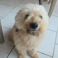 DOLCE, Croisée Bichon femelle, chienne à adopter