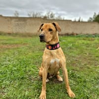 SCOOBY (Animalea), chien à adopter