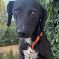 THILU (Martina), chienne à adopter