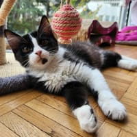 Noa, chat à adopter