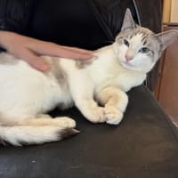 Saïka, chatte à adopter