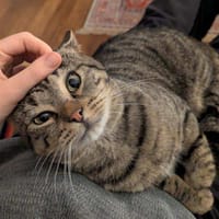 Crocus, chat à adopter