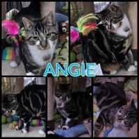 ANGIE, chat à adopter