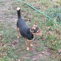 Lolcia, suczka do adopcji