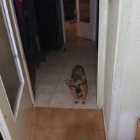 Precelek, pies do adopcji