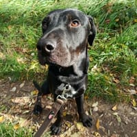 HADES, chien à adopter