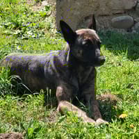 ORCA, chienne à adopter