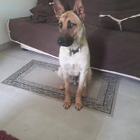 VEGGO, chien à adopter