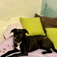 🐾 À L’ADOPTION : Aika 🌺, chienne à adopter