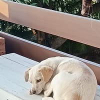 Anthéa chienne réunion, chienne à adopter