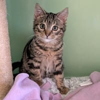 ANGELO, chat à adopter