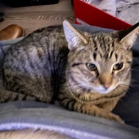 Radler, poezen ter adoptie