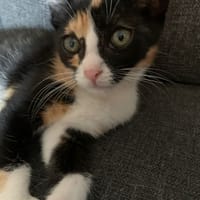 Lena, poezen ter adoptie