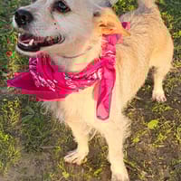 Baika, chienne à adopter