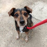 Woody, chien à adopter