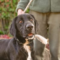 Bubu, chien à adopter