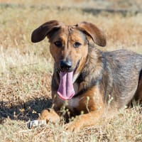 Yuma, chienne à adopter