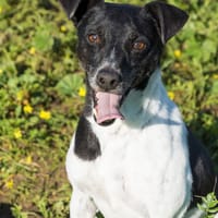 Vito, chien à adopter