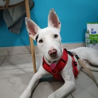 Tax, chien à adopter