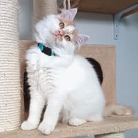 OZY, chat à adopter